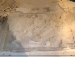 冷凍庫からとれた霜